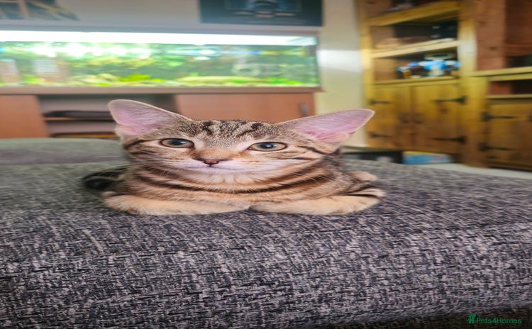 Bengal cats - Advert 1