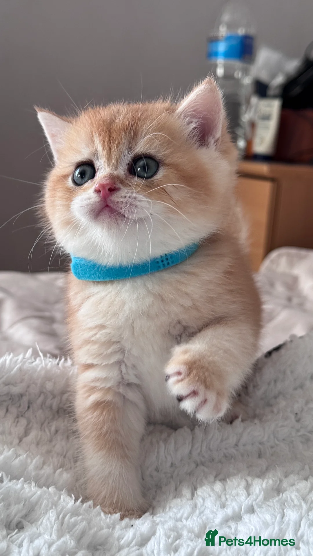 British Shorthair cats for sale: Adorable GCCF BSH BY12 NY12Chocolate Gold kittens  - Advert 17