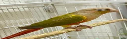 Conures birds for sale: TWO GORGEOUS 9 WEEK OLD CONURES  - Advert 13