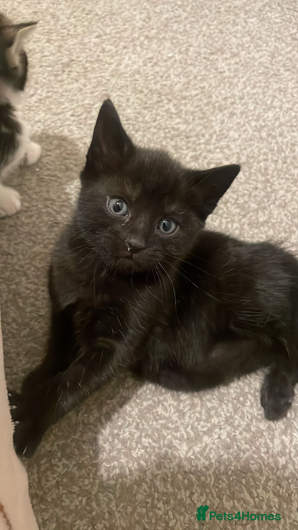 Mixed Breed cats 2 Beautiful kittens available  - Advert 11