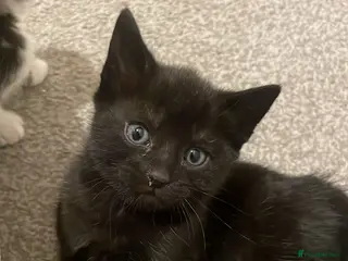Mixed Breed cats All black beautiful kitten available - Advert 6