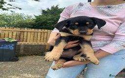 Rottweiler dogs for sale: Healthy Rottweiler puppies ready now  - Image 10