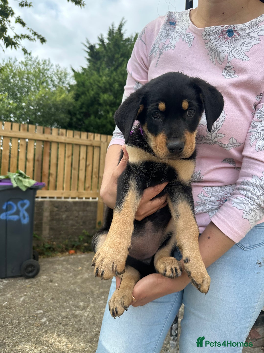 Rottweiler dogs for sale: Healthy Rottweiler puppies ready now  - Image 10