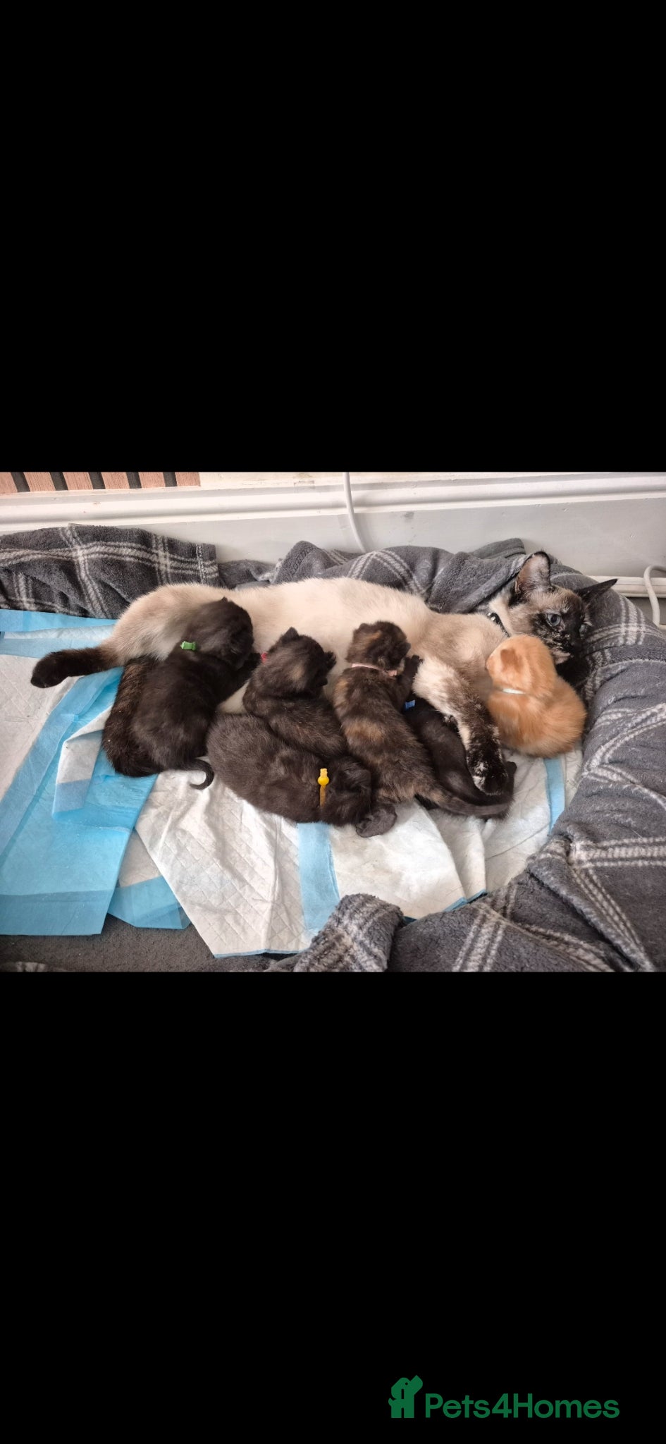 Ragamese cats Ready to go... 4 Ragamese Kittens  - Advert 1