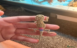 Dragon reptiles for sale: Viticans dragon - Image 19