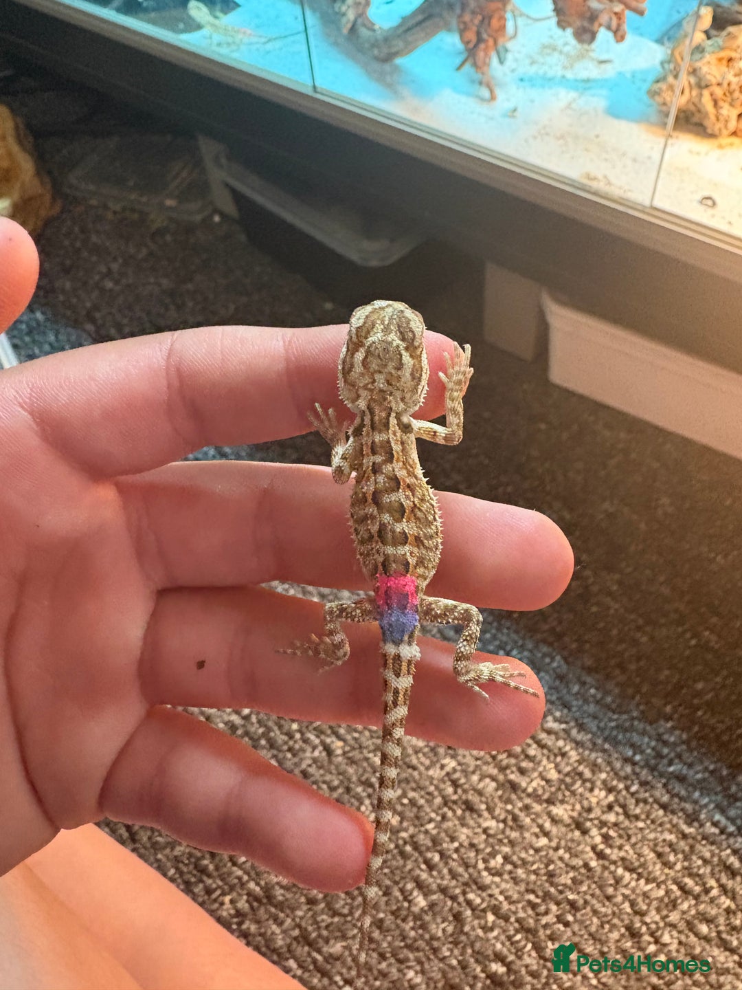 Dragon reptiles for sale: Viticans dragon - Image 19