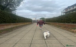 English Bulldog dogs for stud: Exceptional Ch Bloodline CH RICATORI RE DESIGNED…  - Image 2