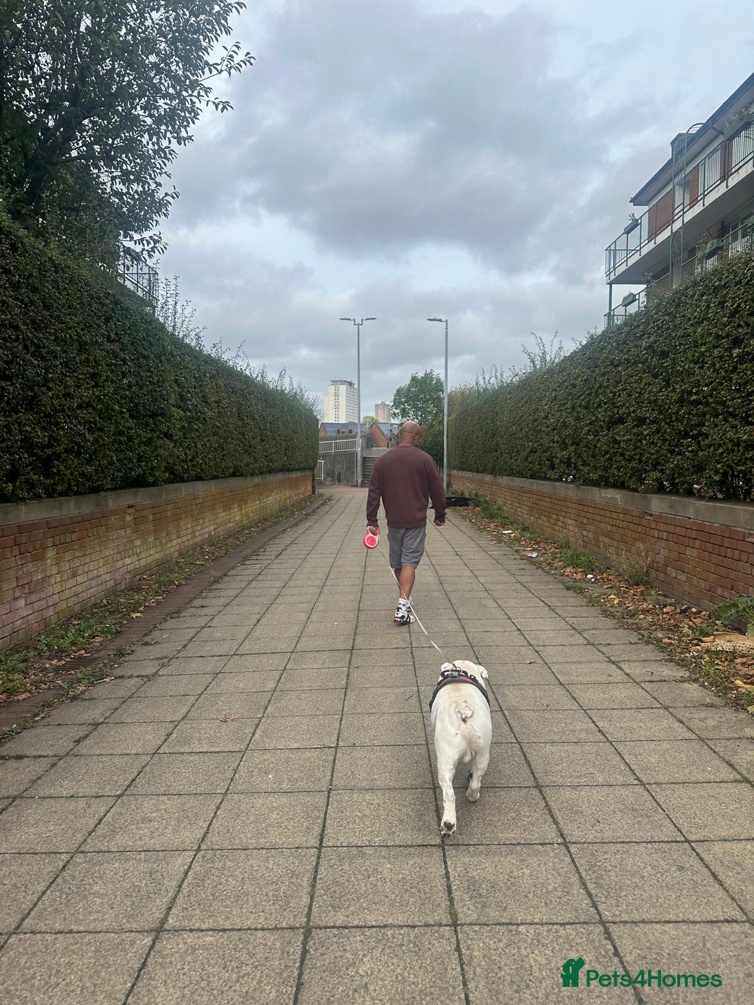 English Bulldog dogs for stud: Exceptional Ch Bloodline CH RICATORI RE DESIGNED…  - Image 2