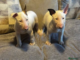 English Bull Terrier dogs English Bull terrier pups - Advert 6