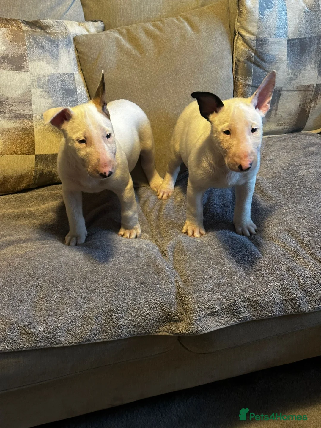 English Bull Terrier dogs for sale: English Bull terrier pups  - Advert 2