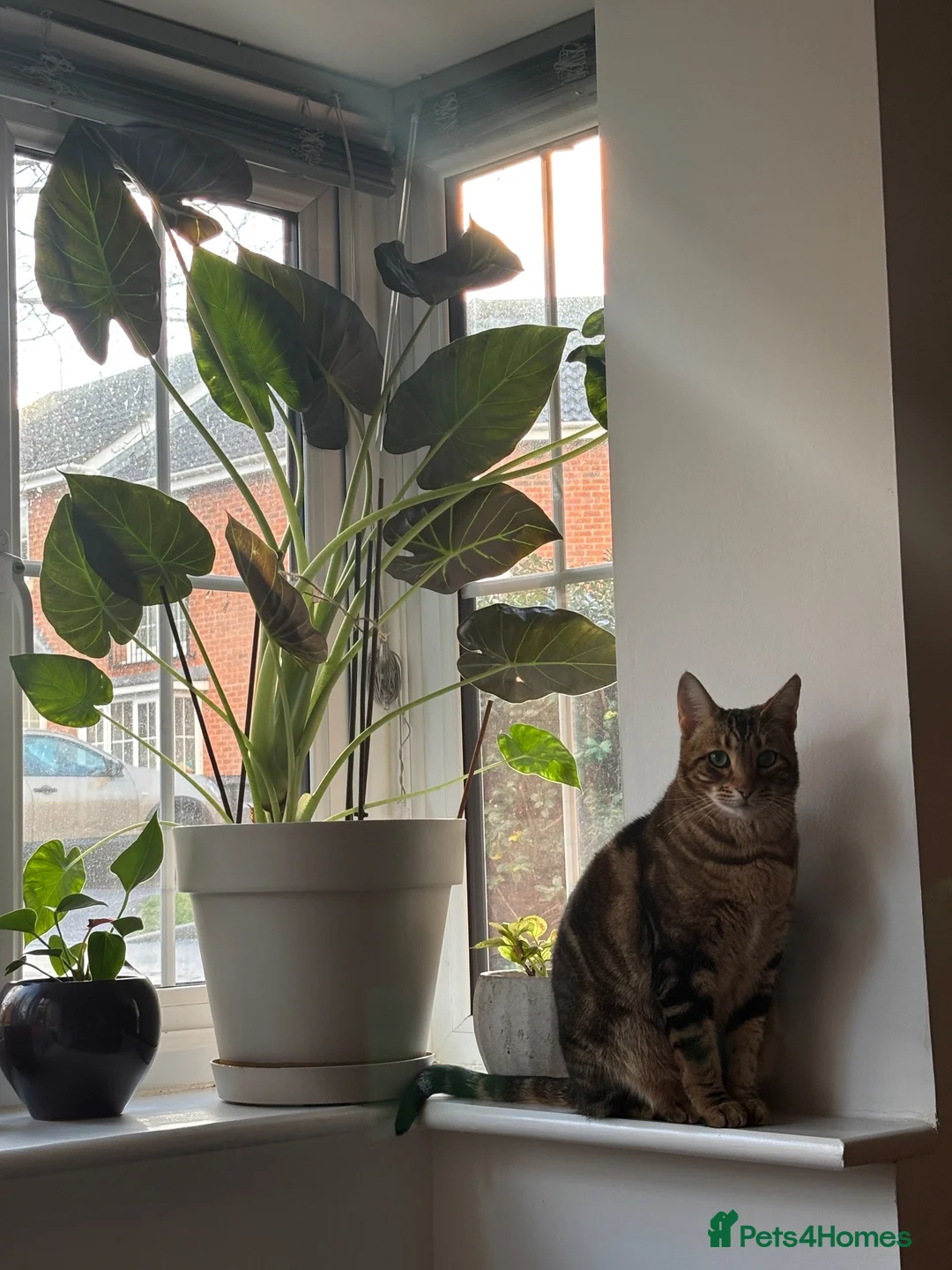 Bengal cats for stud: Stunning Female needs home  in Southampton - Advert 9