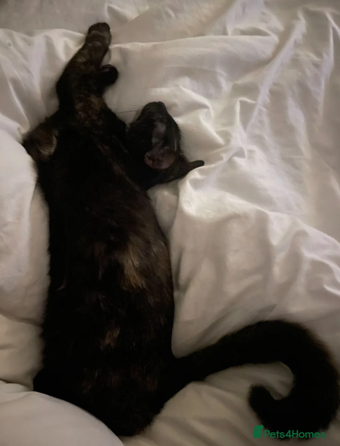 Domestic Shorthair cats for sale: Tortoiseshell British short haired  - Advert 3