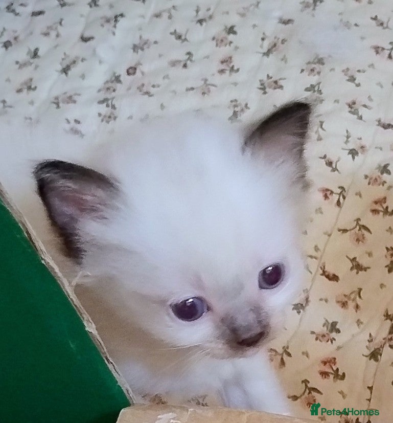 Ragdoll cats Pure bred Ragdolls need loving homes - Advert 2