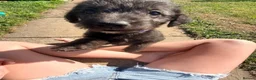 Mixed Breed dogs for sale: Bedlington whippets in Bishop Auckland - Advert 23