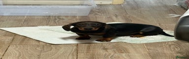 Dachshund Puppy 1