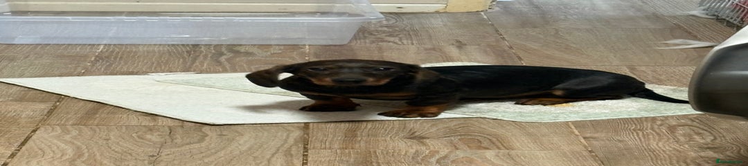 Dachshund Puppy 1