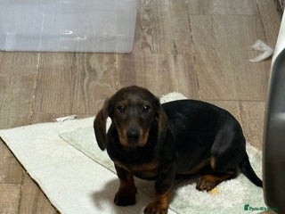 Dachshund dogs - Advert 33