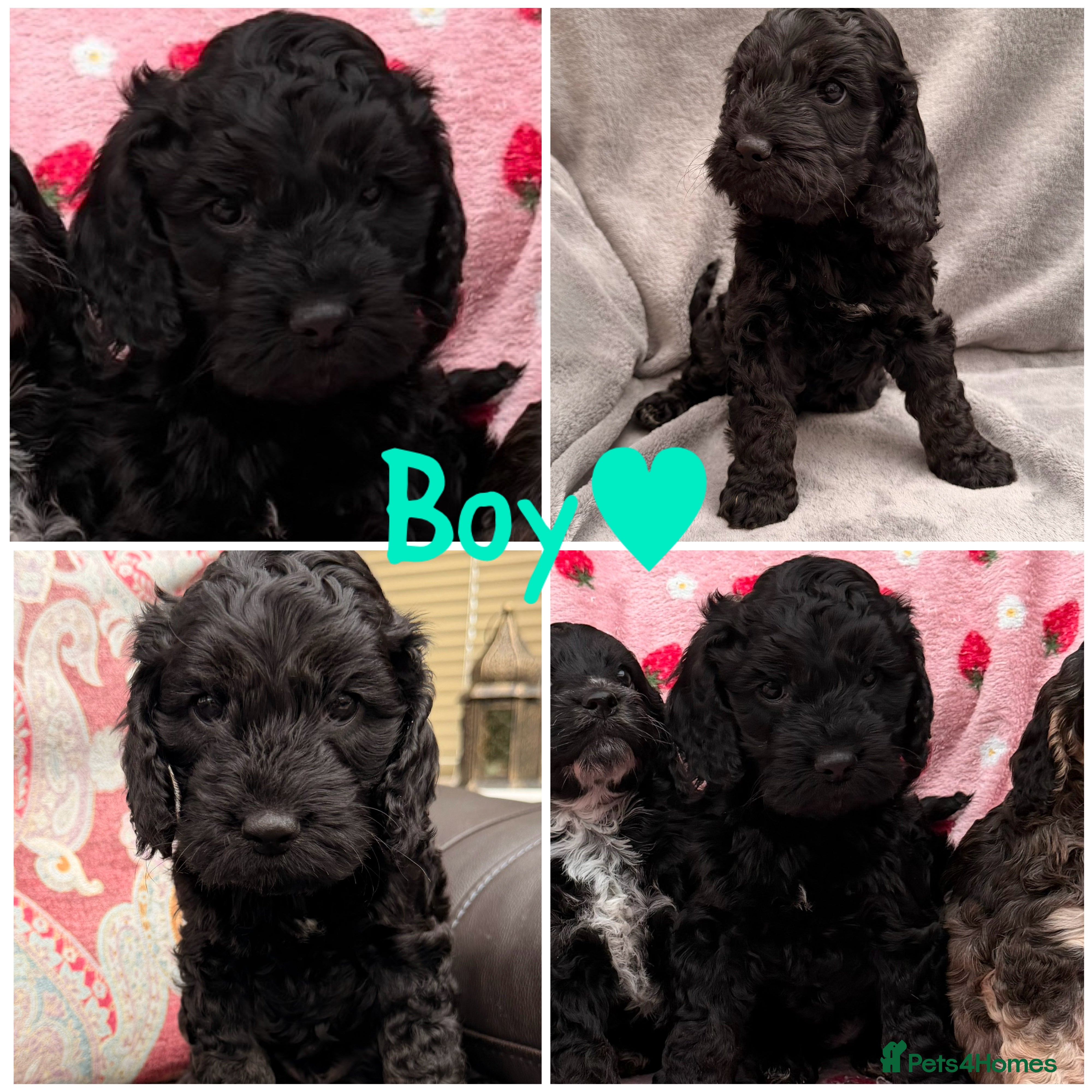 Cockapoo dogs F1 Cockapoo Puppies - Advert 5