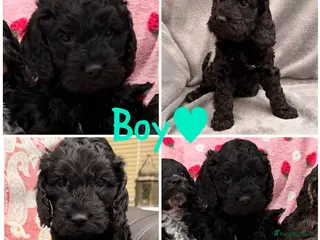 Cockapoo dogs F1 Cockapoo Puppies - Advert 6