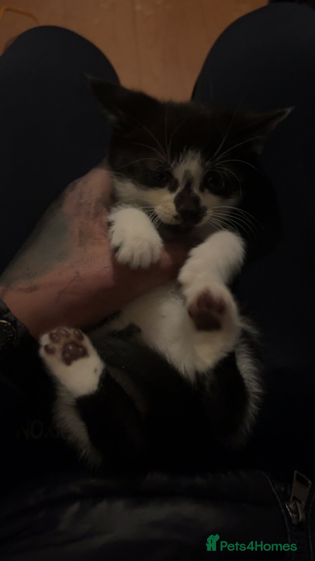 Mixed Breed cats for sale: Cute mixed colored kittens - Advert 5