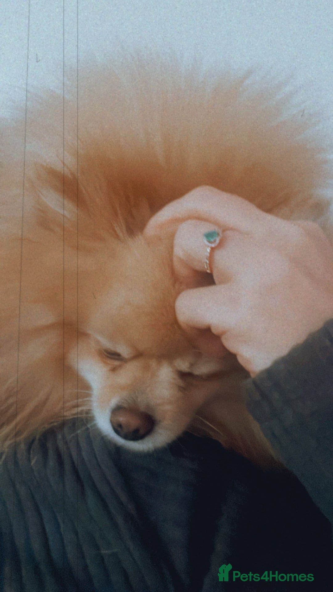 Pomeranian dogs for stud: Teddy cream KC register Pomeranian  - Advert 8