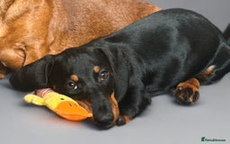 Dachshund dogs for sale: Black and Tan Dachshund - Image 2