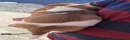 Basset Hound dogs for sale: KC BASSET HOUND PUPPIES  - Advert 19