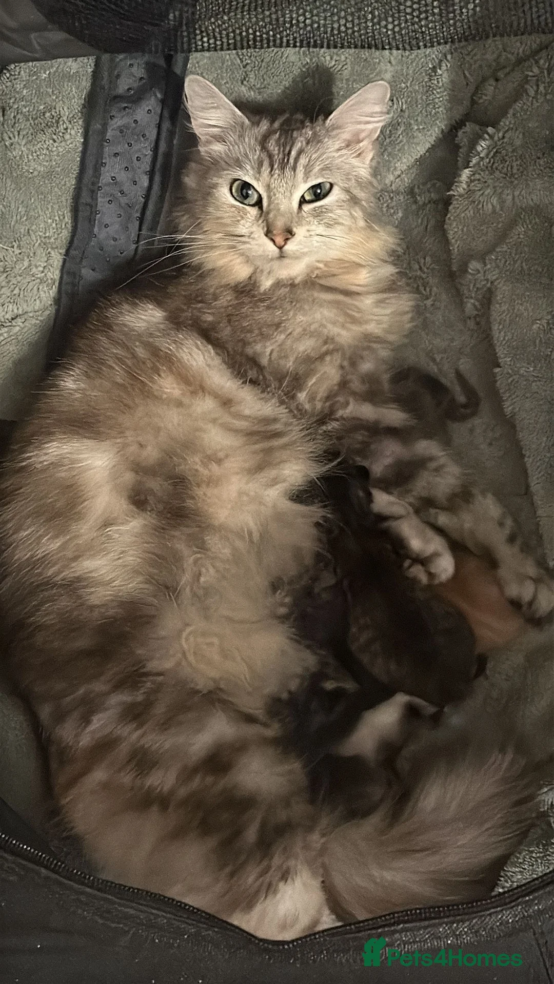 Mixed Breed cats for sale: Last 2 maincoon cross boys available  - Advert 1