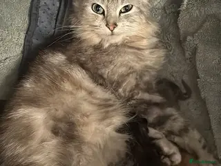 Mixed Breed cats Last 2 maincoon cross boys available - Advert 1