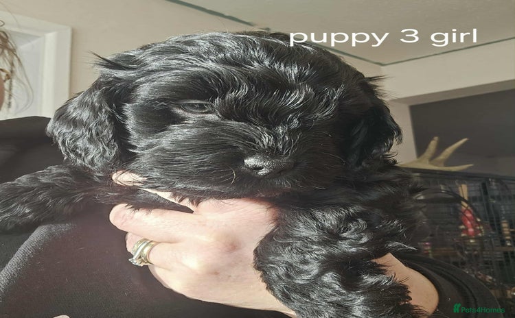 Mixed Breed dogs - Advert 10