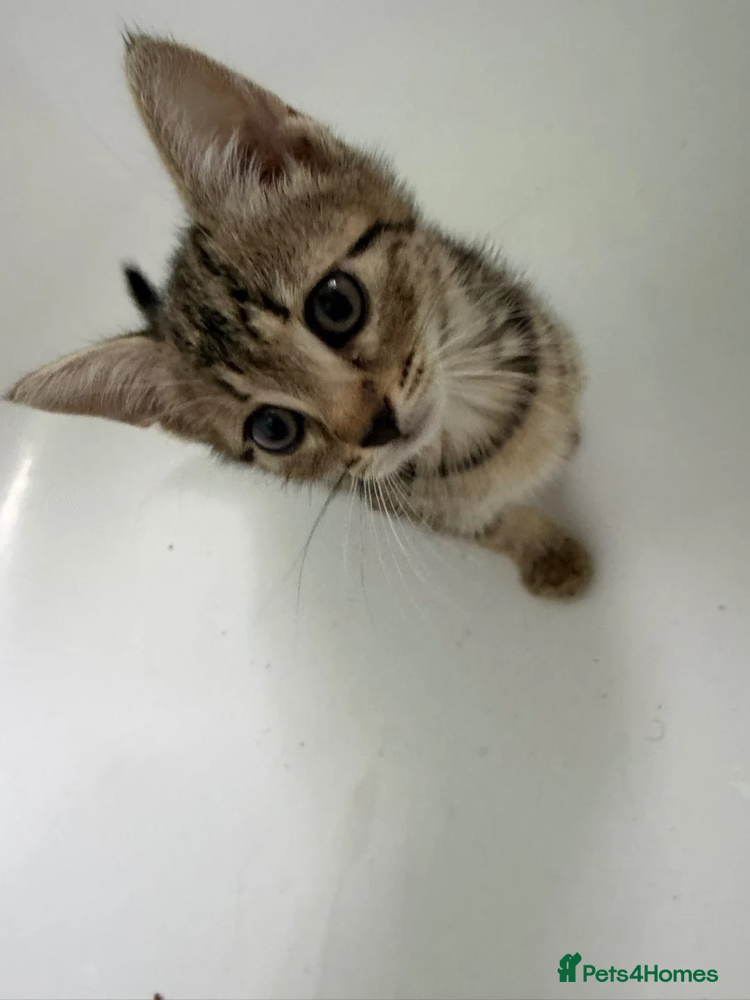 Mixed Breed cats for adoption: 1 tabby female 1 black and white male kittens  in Dagenham - Advert 2
