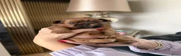 Shih Tzu dogs for sale: Tiny imperial shih tzu - Advert 13