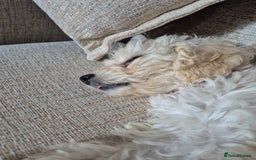 Cockapoo dogs for sale: Beautiful Champagne Cockapoo Girl - 13 weeks old - Image 2