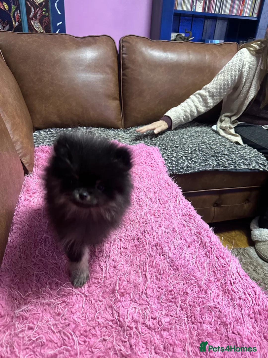 Pomeranian dogs for sale: World smallest teacup Pomeranian puppy - Advert 6