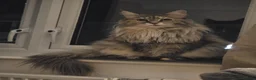 Maine Coon cats for sale: Cleo - Maine Coon - Looking for a loving home. - Advert 7