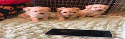 Maltipoo dogs for sale: Toy Maltipoo Puppies (TOY MALTESE X TOY POODLE) - Advert 4
