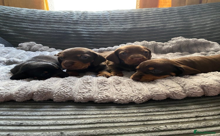 Dachshund dogs - Advert 7