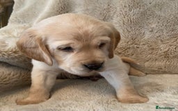 Cockerdor dogs for sale: Adorable f1 cockerdor puppies - Image 13