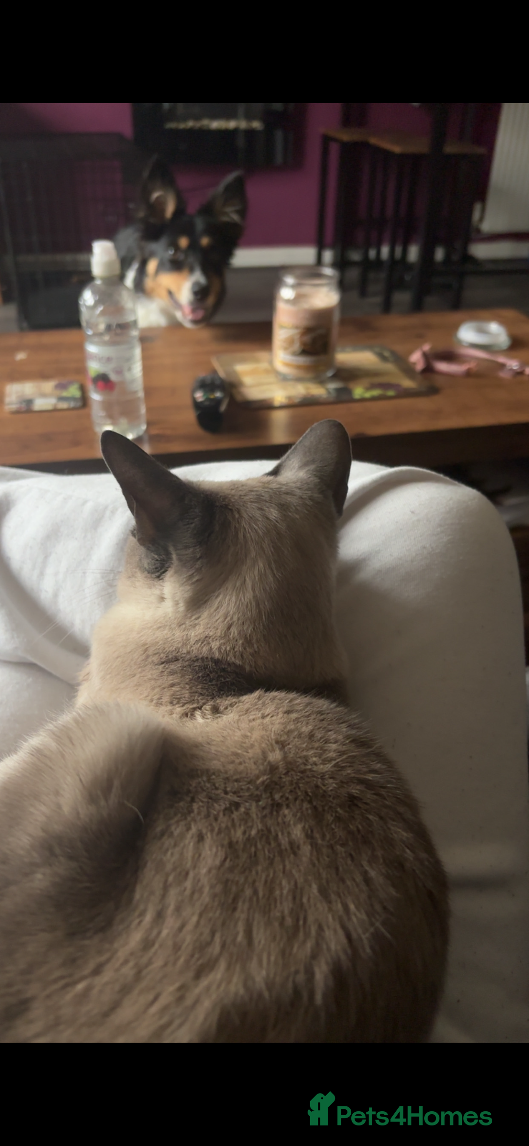 Siamese cats for sale: 1 year old blue point male Siamese - Advert 6