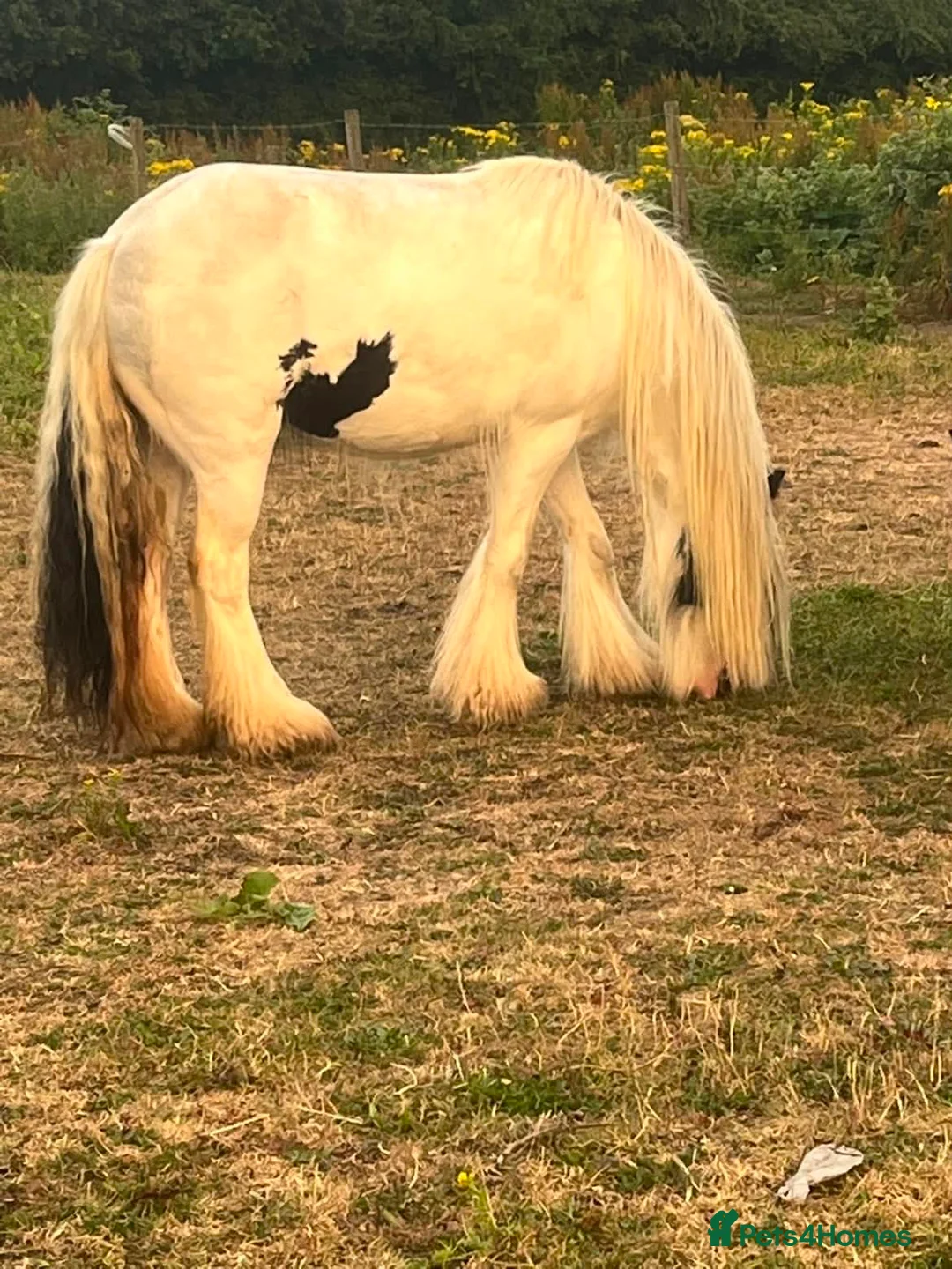 Irish Cob horses for sale: 5 year old mare  - Advert 3