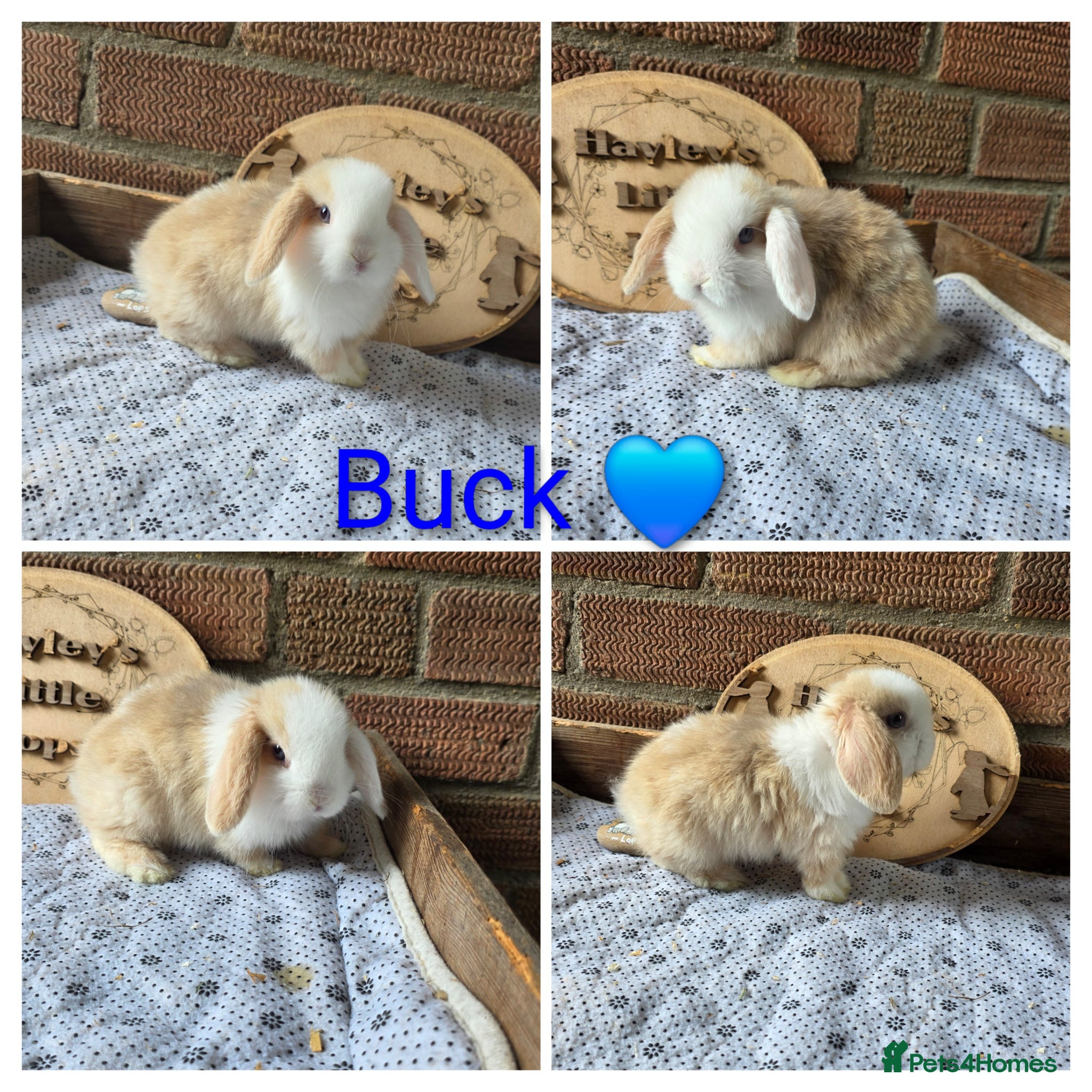 Mini Lop rabbits Gorgeous pure breed mini lops  - Advert 1
