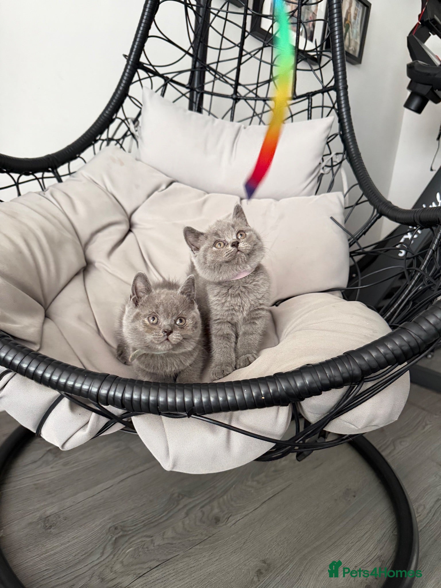 British Shorthair cats Pure BSH Blue - Ready Now  - Advert 4