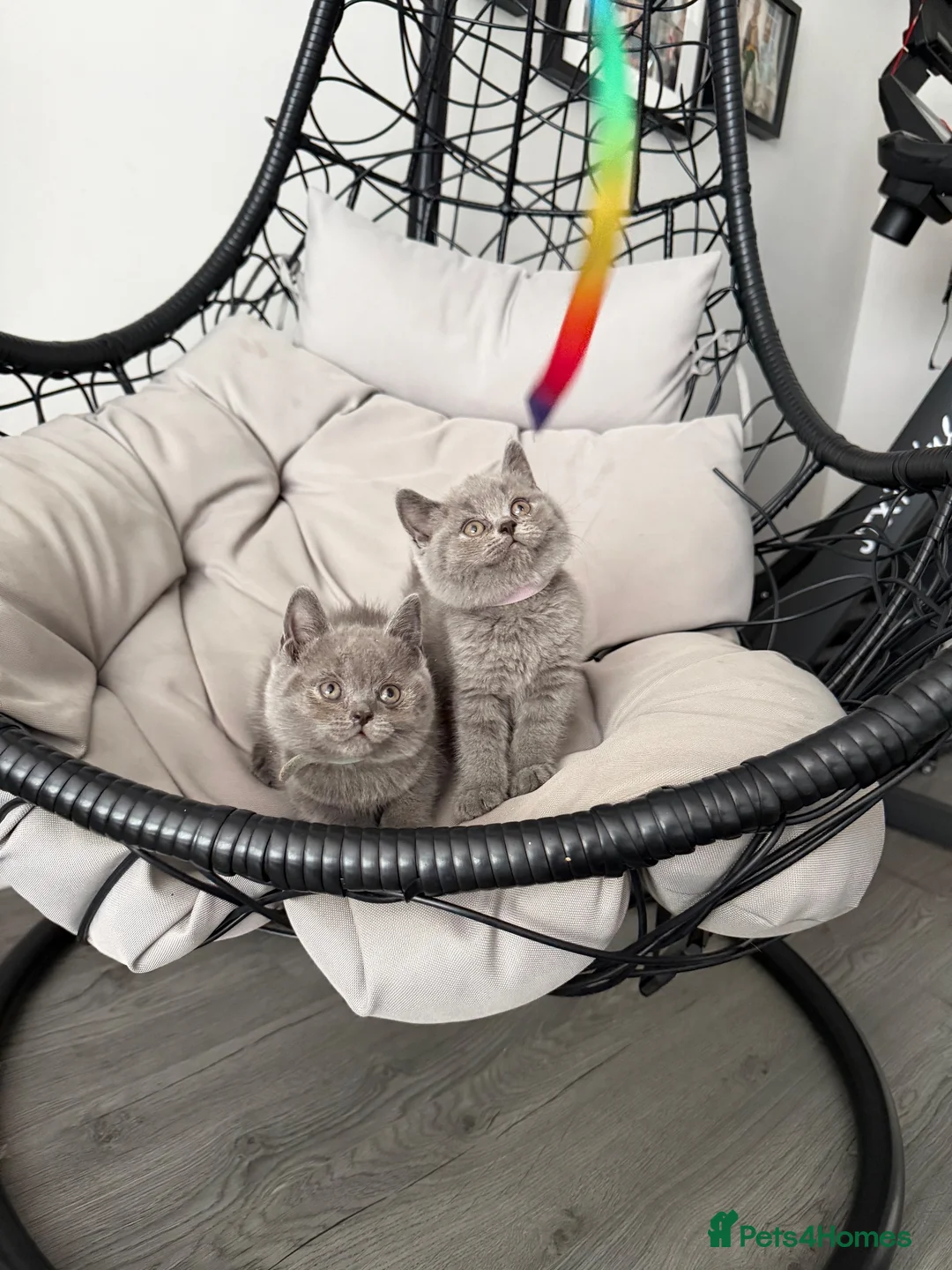British Shorthair cats for sale: Pure BSH Blue - Ready Now  - Advert 1