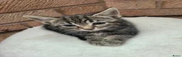 Mixed Breed cats for sale: 7 adorable kittens ready for a new home - Advert 19