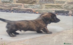 Miniature Dachshund dogs for sale: Miniature Longhaired Dachshund Puppies  - Image 22