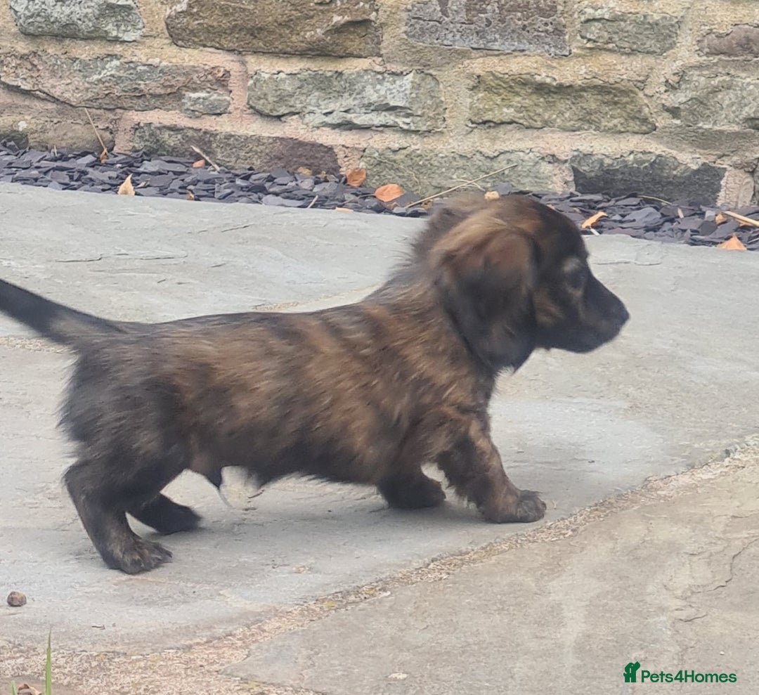 Miniature Dachshund dogs for sale: Miniature Longhaired Dachshund Puppies  - Image 22