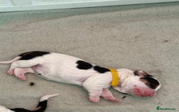 Basset Hound dogs for sale: Beautiful Basset Hound Puppies  - Image 2