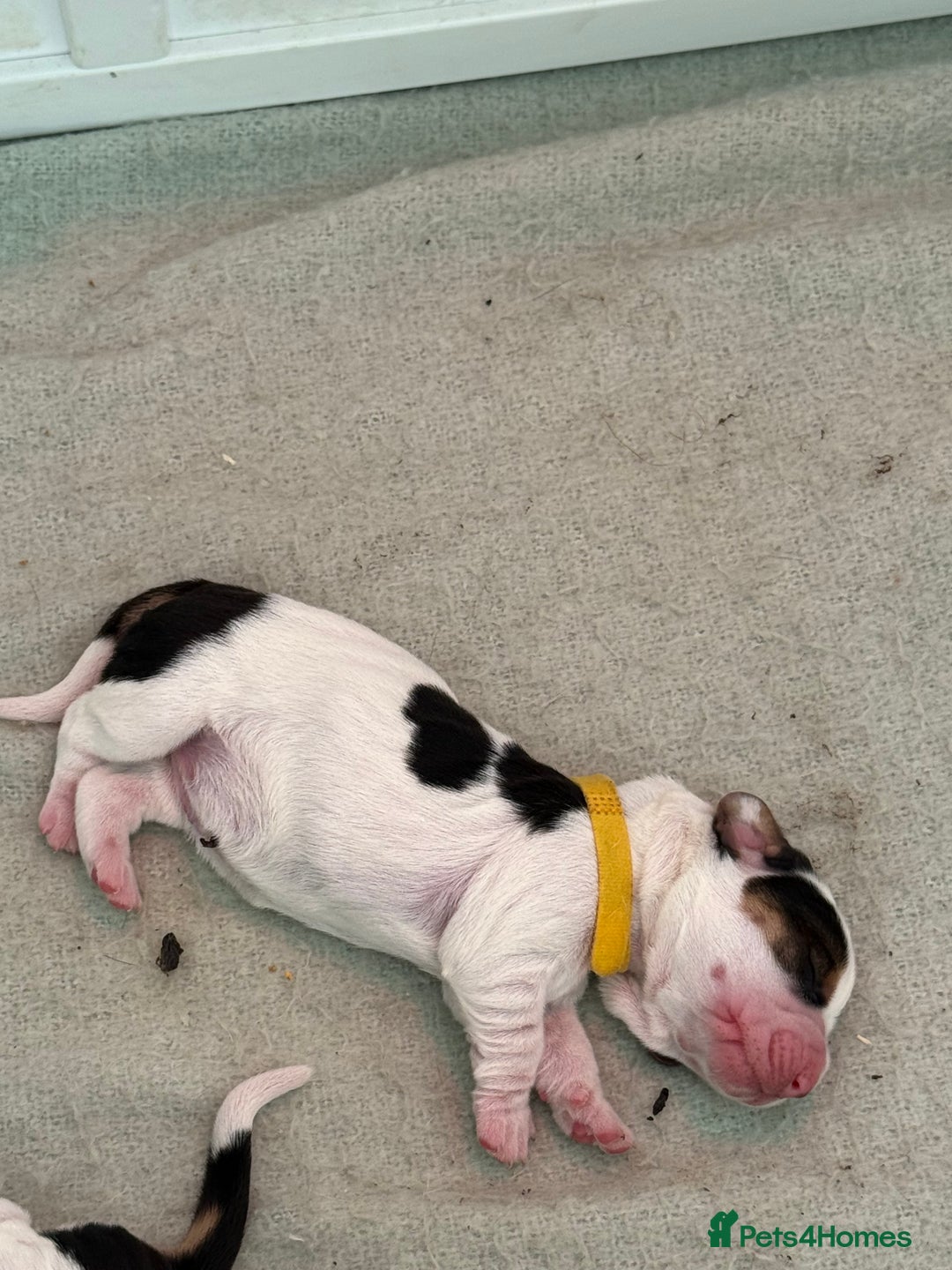 Basset Hound dogs for sale: Beautiful Basset Hound Puppies  - Image 2