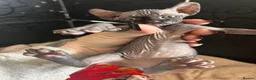 Sphynx cats for sale: Canadian x Elf Sphynx Kittens - Advert 13