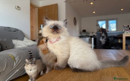 Ragdoll cats for sale: Ragdoll Kittens for Sale - Image 4